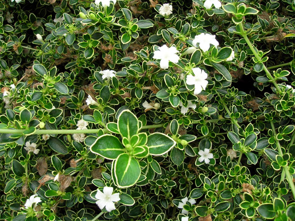 七、八月植物——花灌木【荟·学习】|【荟筑】第14018期